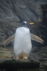 Eselspinguin.JPG